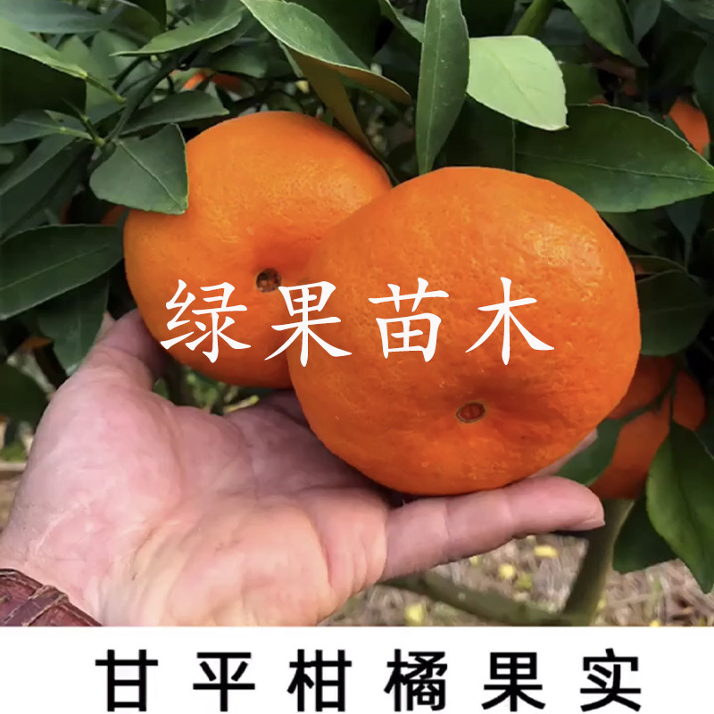 爱媛34号苗甘平柑橘苗柑桔女王大果新品种浙江基地发货