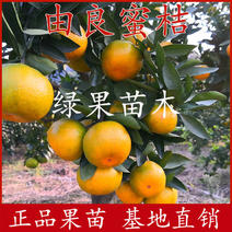 特早熟蜜桔由良蜜桔苗苗圃直销温州蜜桔黄岩柑橘子苗