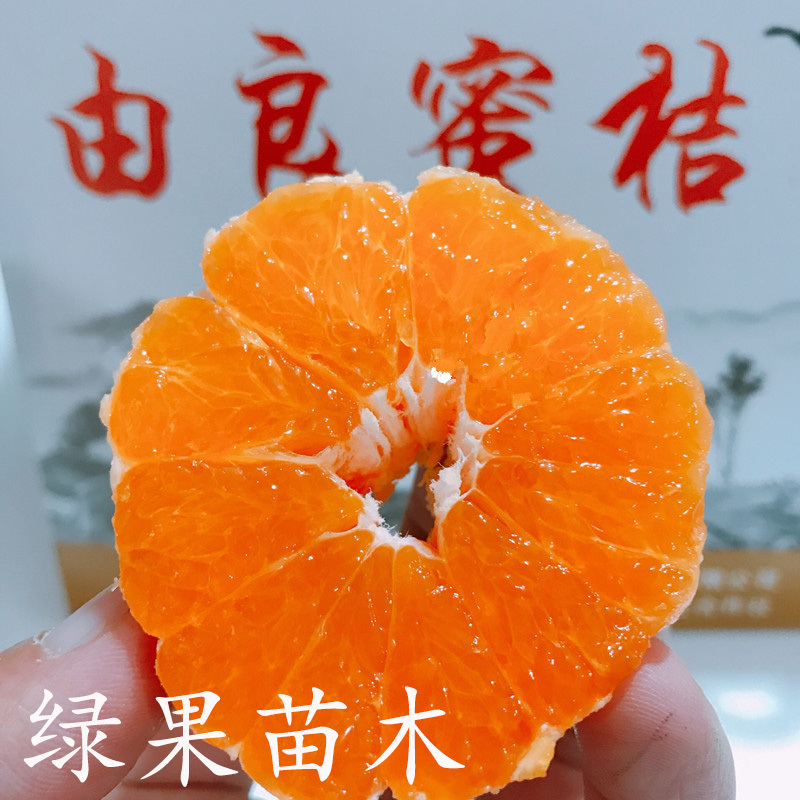 特早熟蜜桔由良蜜桔苗苗圃直销温州蜜桔黄岩柑橘子苗