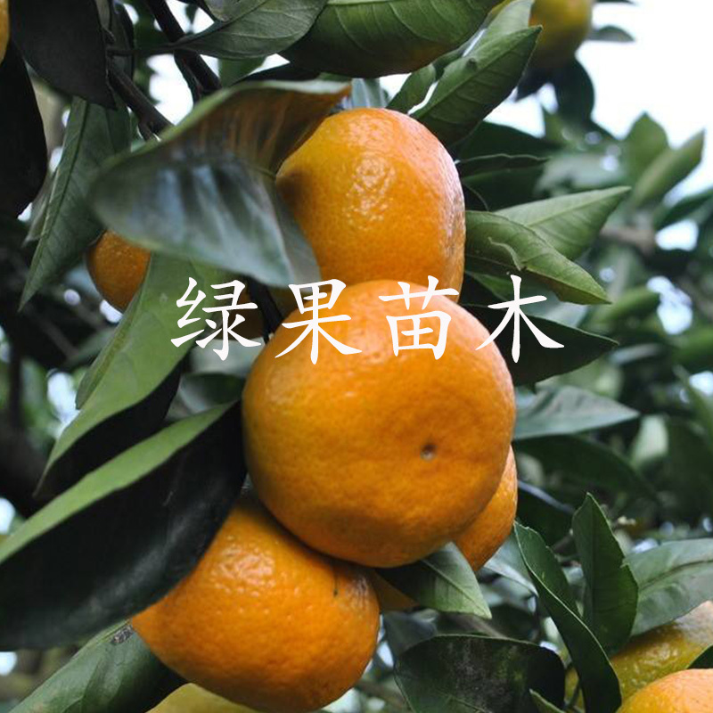 特早熟蜜桔由良蜜桔苗苗圃直销温州蜜桔黄岩柑橘子苗