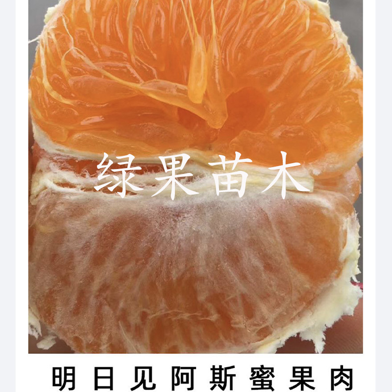 明日见柑橘苗阿斯蜜兴津58号桔子苗苗圃直销正品保证