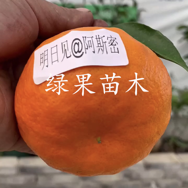明日见柑橘苗阿斯蜜兴津58号桔子苗苗圃直销正品保证