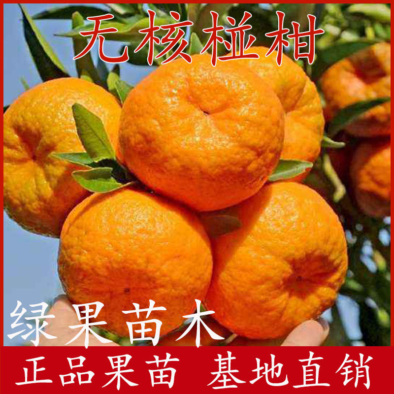 台湾85-1椪柑苗无核椪柑苗嫁接柑桔橘子树苗包邮