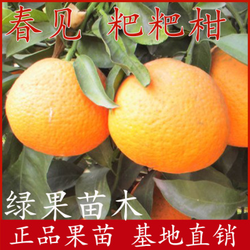 春见柑桔苗粑粑柑树苗嫁接柑桔橘子苗橘橙苗苗圃直销