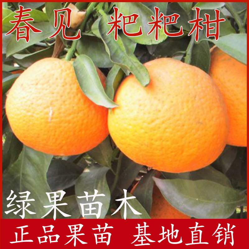 春见柑桔苗粑粑柑树苗嫁接柑桔橘子苗橘橙苗苗圃直销