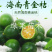 青桔苗青金桔苗海南青金桔树苗小青桔柠檬苗盆栽地栽