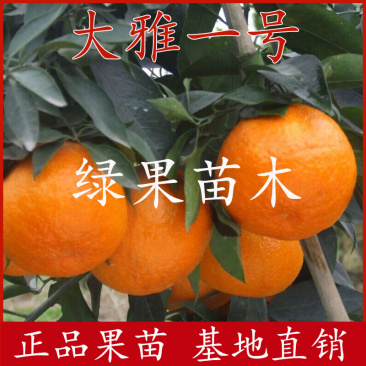 大雅一号柑橘苗大雅1号柑桔苗苗圃直销正品保证包邮