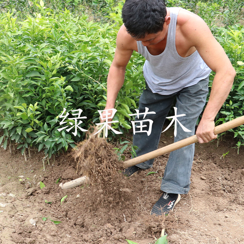 大雅一号柑橘苗大雅1号柑桔苗苗圃直销正品保证包邮