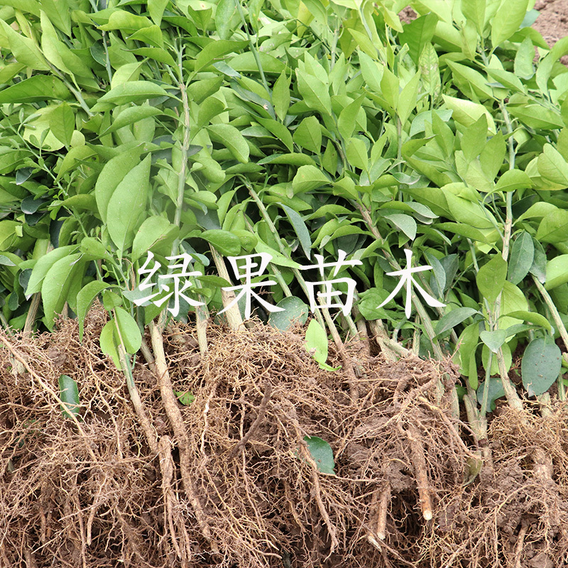 大雅一号柑橘苗大雅1号柑桔苗苗圃直销正品保证包邮