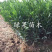 大雅一号柑橘苗大雅1号柑桔苗苗圃直销正品保证包邮