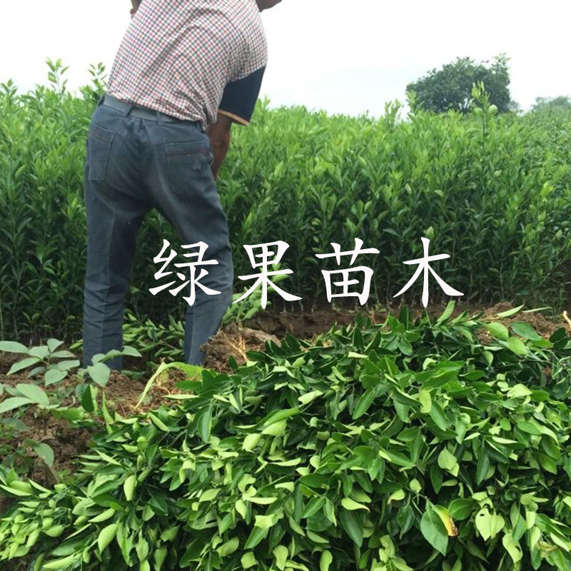 大雅一号柑橘苗大雅1号柑桔苗苗圃直销正品保证包邮