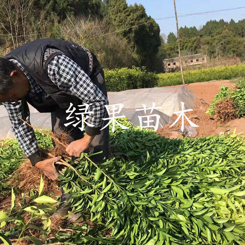 大雅一号柑橘苗大雅1号柑桔苗苗圃直销正品保证包邮