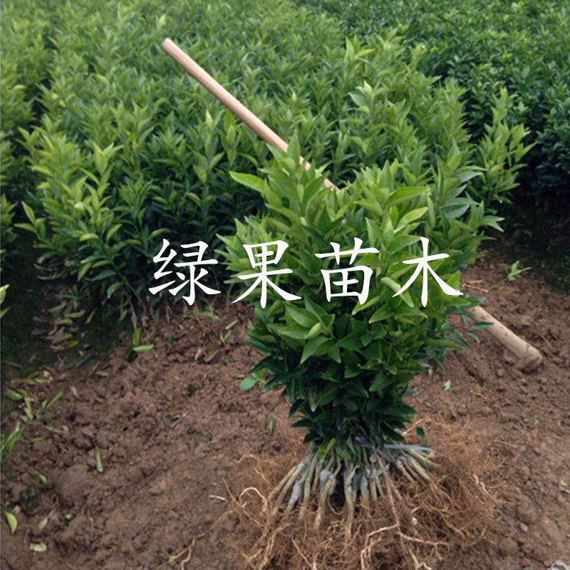 大雅一号柑橘苗大雅1号柑桔苗苗圃直销正品保证包邮