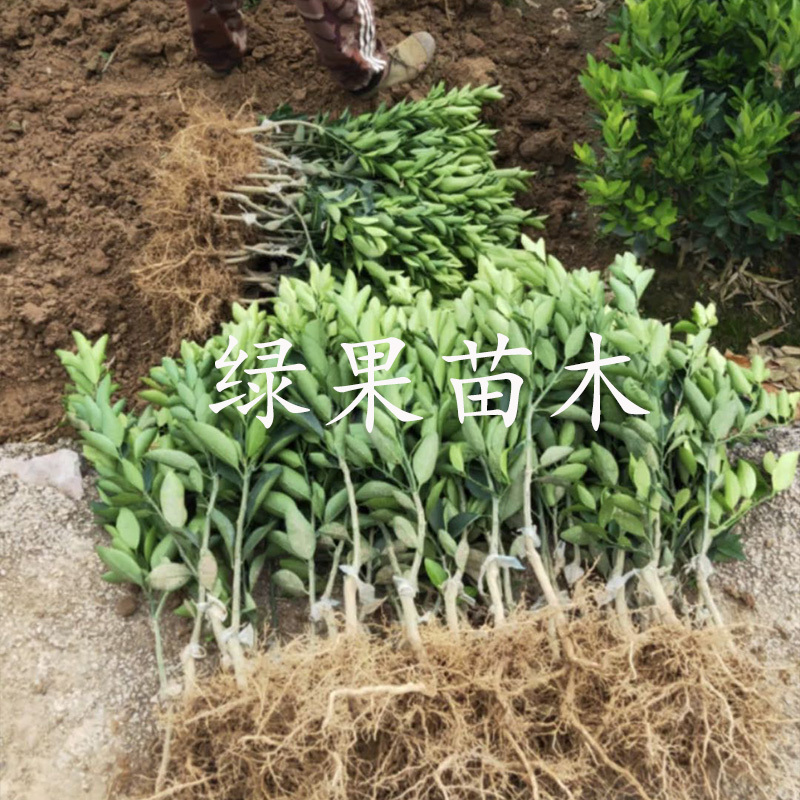 大雅一号柑橘苗大雅1号柑桔苗苗圃直销正品保证包邮