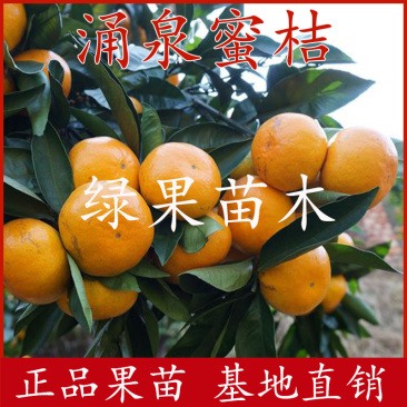涌泉蜜桔苗早熟无核蜜桔苗橘子树苗温州蜜桔苗品种保证