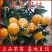 涌泉蜜桔苗早熟无核蜜桔苗橘子树苗温州蜜桔苗品种保证