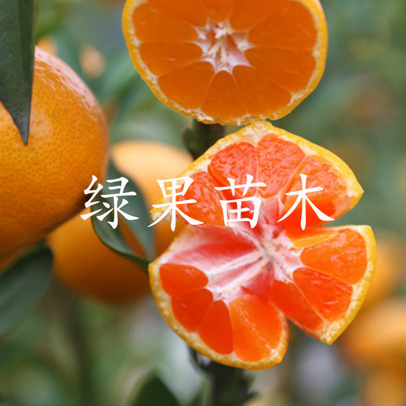 涌泉蜜桔苗早熟无核蜜桔苗橘子树苗温州蜜桔苗品种保证