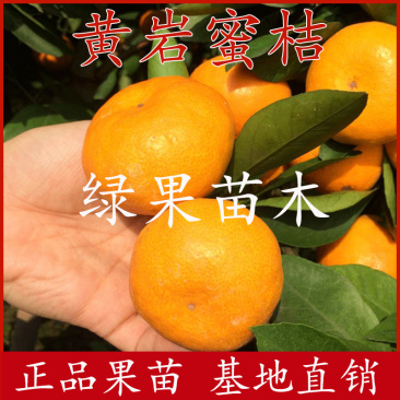 黄岩蜜桔苗嫁接柑桔苗橘子树苗苗圃直销提供技术指导