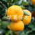 黄岩蜜桔苗嫁接柑桔苗橘子树苗苗圃直销提供技术指导