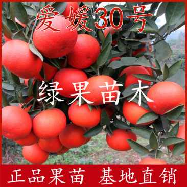 爱媛30号柑桔苗高糖红色柑橘苗橘子苗基地直销包邮
