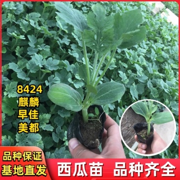 【一手货源】8424麒麟早佳美都嫁接西瓜苗