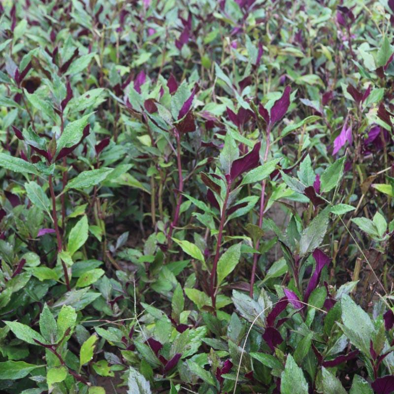 紫背天葵种苗红背菜观音菜耐热多年生四季种植成活率高