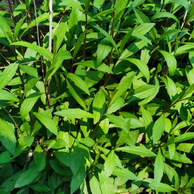 马兰头种苗多年生蔬菜苗四季南北方种植成活率高基地