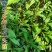 马兰头种苗多年生蔬菜苗四季南北方种植成活率高基地