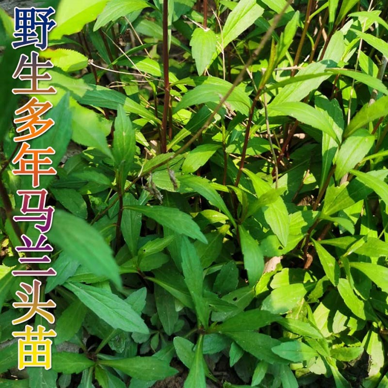 马兰头种苗多年生蔬菜苗四季南北方种植成活率高基地