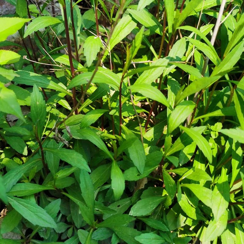 马兰头种苗多年生蔬菜苗四季南北方种植成活率高基地