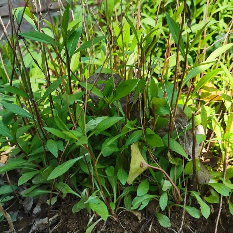 马兰头种苗多年生蔬菜苗四季南北方种植成活率高基地