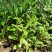马兰头种苗多年生蔬菜苗四季南北方种植成活率高基地
