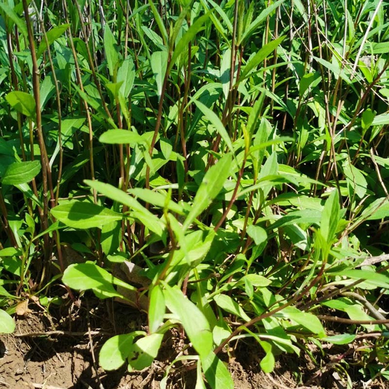马兰头种苗多年生蔬菜苗四季南北方种植成活率高基地