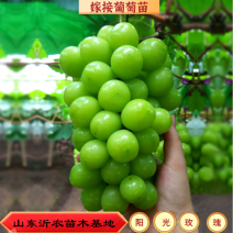 嫁接阳光玫瑰葡萄苗日本晴王葡萄苗纯5BB3309砧木