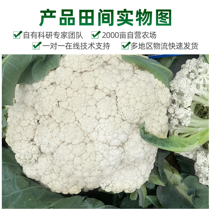 108花菜种子耐寒抗逆米粒小花球白株型整齐花球圆整