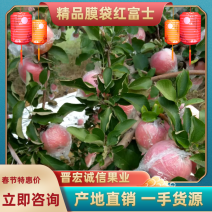 苹果山西红富土冰糖心苹果纸十膜代红富士规格齐全