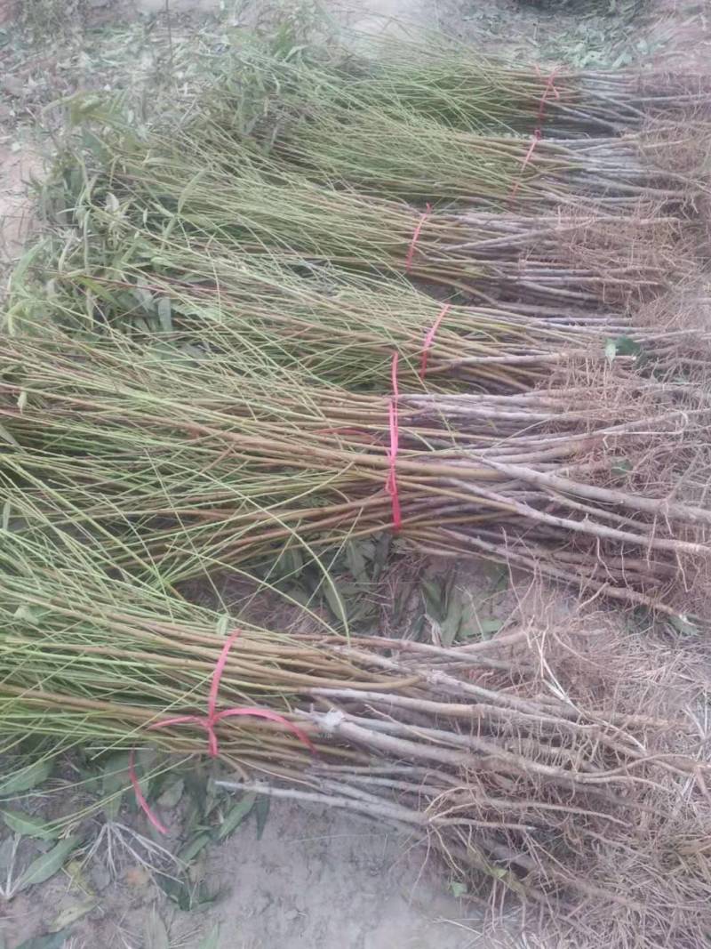 山东冠县中油四号桃树苗1--15公分大量现货，占地桃树，