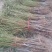 山东冠县中油四号桃树苗1--15公分大量现货，占地桃树，