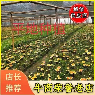 灵芝盆栽、灵芝盆景灵芝菌种、移栽，培育均可量大