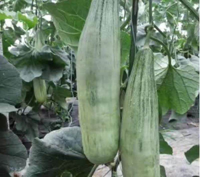 甜瓜苗批发羊角蜜甜瓜苗口感脆甜度高早中熟品种
