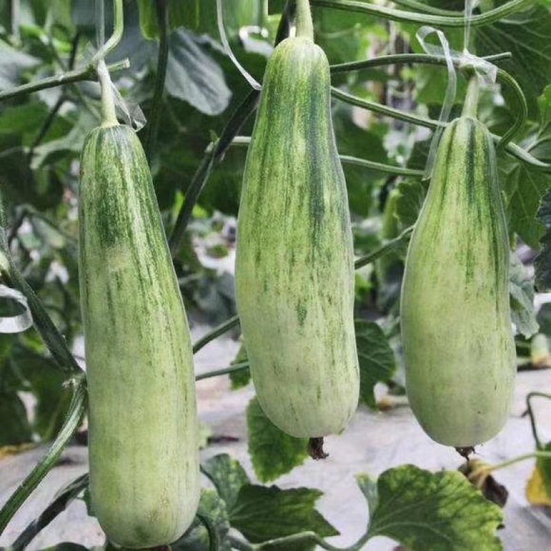 甜瓜苗批发羊角蜜甜瓜苗口感脆甜度高早中熟品种
