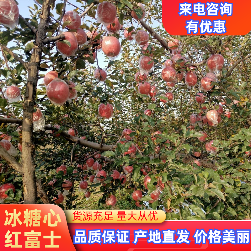 精品苹果山西运城富士苹果【膜袋苹果红富士苹果】水果批发