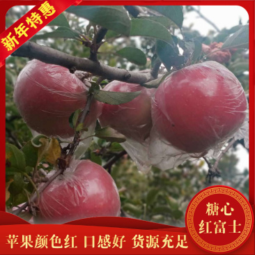 膜袋红富士大量走货中，欢迎新老顾客前来看货采购。