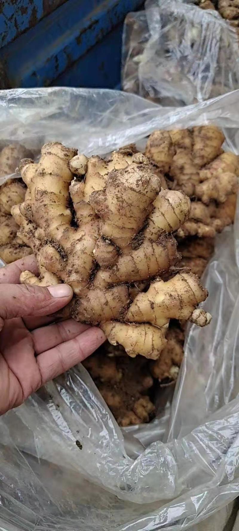 【坏烂包赔】小黄姜品种齐全产地直发一手货源全国发货