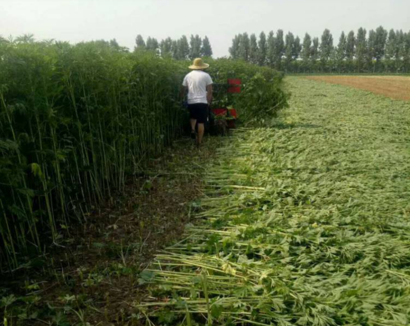 大豆辣椒收割机麦子玉米秸秆割晒机牧草水稻收割机铺放整齐