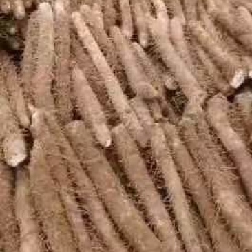 棒药菜山药山药规格品种齐全量大价优欢迎来电咨询