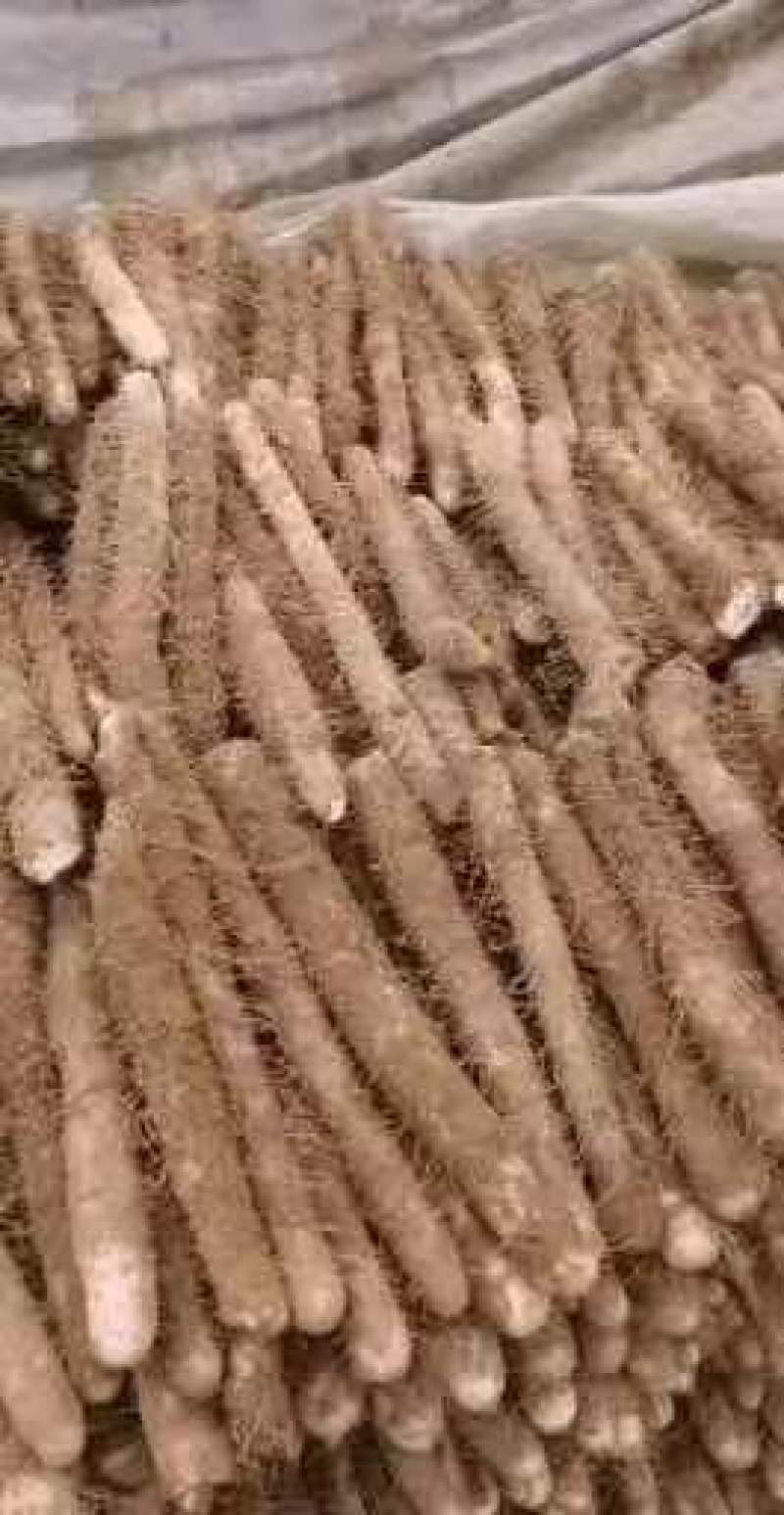 棒药菜山药山药规格品种齐全量大价优欢迎来电咨询
