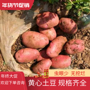 【优质土豆】青薯红皮黄心土豆规格齐全虫眼少无挖烂保质保量