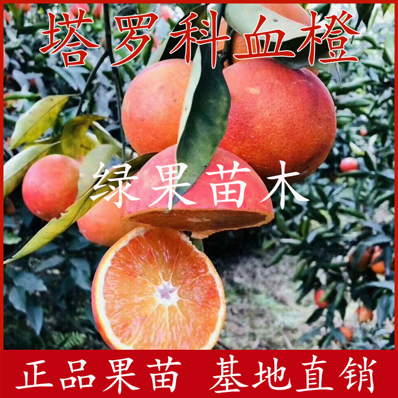 塔罗科血橙苗嫁接橙子苗基地直销品种纯正高丰产包邮