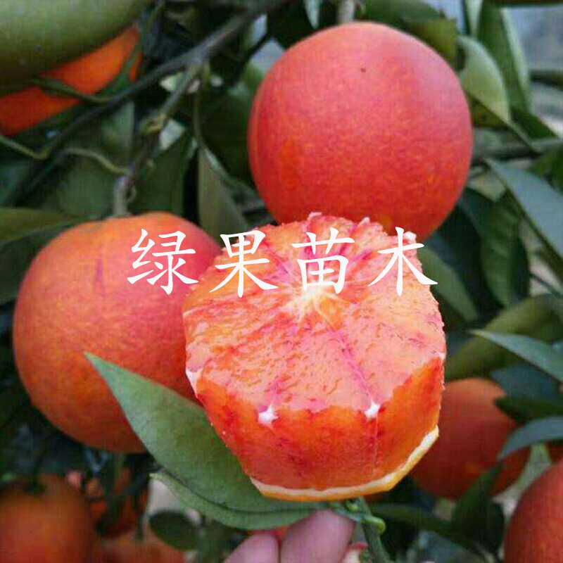 塔罗科血橙苗嫁接橙子苗基地直销品种纯正高丰产包邮